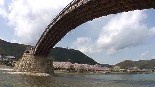 Kintaikyo Bridge \u0026 Iwakuni Castle and Cherry Blossoms ( Yamaguchi, Japan )