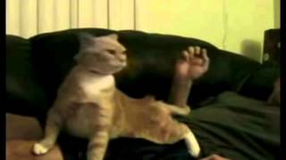 Rickrolo Cat (trololo cat parody)