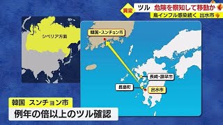 危険を察知？　猛威振るう鳥インフルエンザ　ツルが出水市から韓国へ移動した可能性も　鹿児島（2022.12.09）