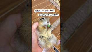 リチャードソンジリスの鳴き声は超音波です #ピー助 #リチャードソンジリス #びび丸 #ペット