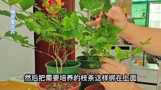 树状茉莉越养越漂亮，教你制作一棵不一样的茉莉花树，现在正当时