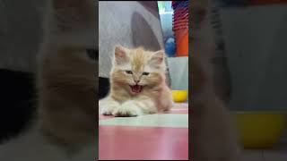 #cute #doody #cat #singing #apt  #trending #shorts #fyp #love #ytshorts