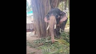 karimanoor unni 😍🔥🐘//elephant in kerala//😍❤️🐘🐘