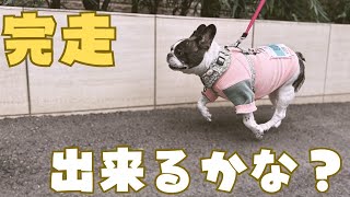 北渋RunRunフェスタ参加してきたよ！🐶