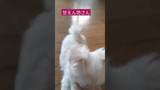 【パピー犬動画】子犬651グラム2ヶ月と8日目名前をおぼえてきた　#マルチーズ #パピー犬 #マルチ #子犬 #まるちーず  #こいぬ #子犬 #ベビー犬 #dog  #maltese #極小犬