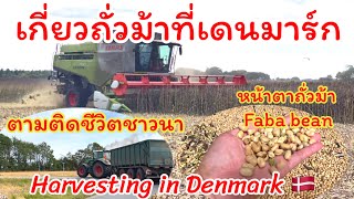 บรรยากาศเก็บเกี่ยวถั่วม้าที่เดนมาร์ก ตามติดชีวิตชาวนา Harvesting Fababean in Denmark