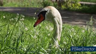 手賀沼　白鳥　食事シーン