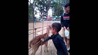 di ajak Ayah ke Kebun Binatang