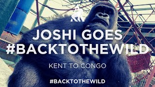 Joshi the gorilla goes #BackToTheWild | Aspinall Foundation rewilding