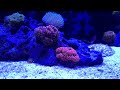 Dinoflagellates In The Reef Tank And How I BEAT Them. Short Version.