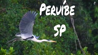 Observação de aves  - Expedição Mata Atlântica - Peruíbe SP (Trailer)