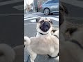 パグ 転がる弟を見守る🐶 watch the rolling dog shorts