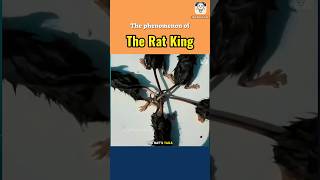 The phenomenon of The Rat King