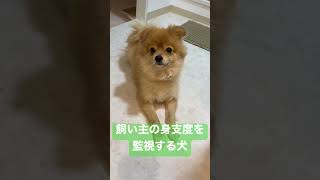 ポメラニアン、飼い主を監視する | #shorts #ポメラニアン #pomeranian