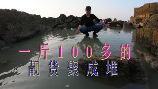 5个猪肺打窝5天的底潮200平巨坑，一斤100多的靓货聚成堆，发财了