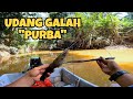 Udang Galah Purba Sungai Pahang Bersembunyi Di Anak Sungai‼️#udanggalah#sungaipahang#jenggo