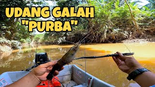 Udang Galah Purba Sungai Pahang Bersembunyi Di Anak Sungai‼️#udanggalah#sungaipahang#jenggo