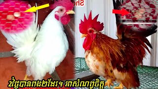 Wow ! Two days get 2 eggs , serama chickens , short leg chicken , មាន់សេរ៉ាម៉ា​​ , មាន់តឿជើងខ្លីកឹម​