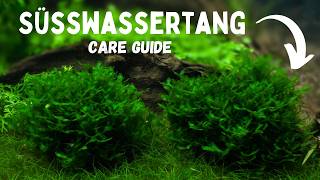 Complete Süsswassertang CARE GUIDE | EVERYTHING YOU NEED TO KNOW!