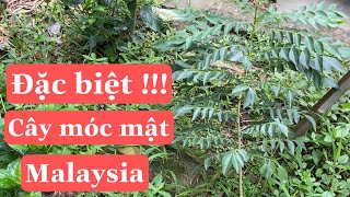 Cây móc mật  Malaysia hương thơm đặc biệt .