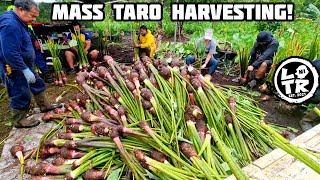 Taro Farming: Taro Harvest For a Significant Niue Cultural Event!