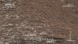 隐身高手雪豹 你找得到它吗？《我住江之头》第1集【CCTV纪录】