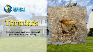 Texas  Beeline Pest Control Termites!