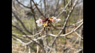 丁子桜（2024年3月22日）