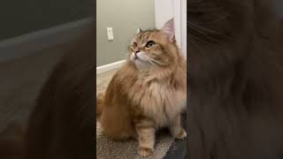 Siberian Cat Up Close 2