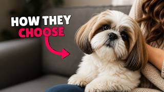 How Dogs Choose a "Favorite" Human? (The Science Behind It)