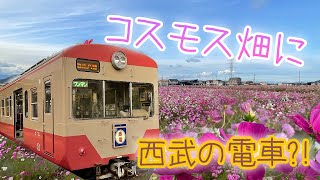 元西武の電車がいっぱい！満開になった近江鉄道のコスモス畑に行ってみる！