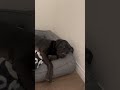 Ali misses me sometimes part two #dog #puppy #funnydogs #fypシ゚viral #cute