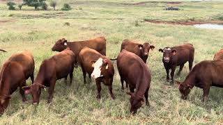 The Cattle Range Listing: #407D108