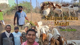 Solapur Bakra Mandi Live Update 14/1/2025 | Goat Market Solapur.