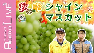 ～青森市・秋の味覚をお届け～ぶどう農家さんを取材しました【AomoLIVE】