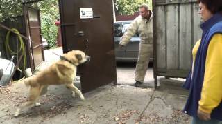 Aboriginal Caucasian Shepherd dog Dikiy (Hranitel gor)