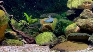 Sicyopterus microcephalus : The beautiful mountain goby dancing. ปลาบู่ภูเขาไมโครเซฟาลัส