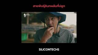 สายพันธุ์อินทผลัมที่ปลูก [สวนอินทผลัม 168 Ep.7/12] | คลินิกเกษตรพลัส+