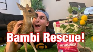 We Rescued a Baby Deer! | How To Bottle Feed A Baby Deer Fawn | Creature Feature: Axis Fawn