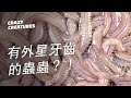 有外星牙齒的蟲蟲？！| 瘋狂生物