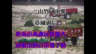 “山竹”來襲！颱風過後，東南沿海漁民靠撿大浪衝出的白菜發了財