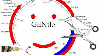 GENtle (software) | Wikipedia audio article