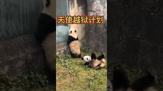 🚷天使越狱计划！🐼渝可渝爱 #大熊猫 ＃cute baby panda videos