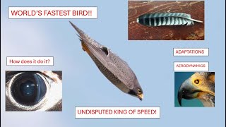 PEREGRINE FALCON-THE STOOP: Aerodynamics and Adaptations of the World's Fastest Animal!!