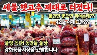 폭락 햇건고추시장? 농민들 뿔났다? 폭염속 땡처리 사는 사람도 없다?? 고추가 원수?? 제발 이러지마!! [강화풍물시장 강화5일장]