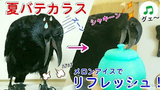 【夏バテカラス】早くも夏バテ気味のカラスに冷たいアイスをプレゼント！ 寝猫＆花咲か姐御＆クリリソ 20190731、カラス＆四つ足トリオ