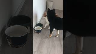 【立ち耳スコティッシュフォールド】守と大福。勝手に弟犬の水を飲む兄猫。【豆柴】