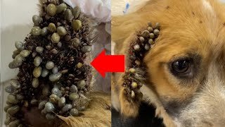 Removing Ticks From Dog - Dog Ticks Removing - Dog Ticks Removal Videos   - Stray Dog Rescue