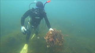 東和アワサンゴ保全グループによる海底清掃