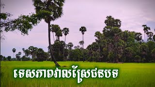 ទេសភាពវាលស្រែពណ៌ខៀវខ្ចីស្រស់ស្អាតគួរជាទីគយគន់